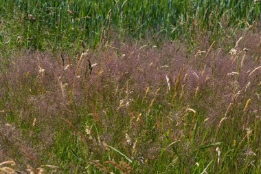 Haziran ayında Güney Almanya çok güneşli bir günde gül ve pembe mor colord çim alan Mısır arka planda önce ayrıntılı görmek