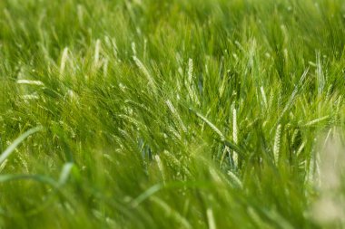 çok güneşli Güney Almanya'da sen kırpma tahıl ve tahıl büyüme yeşil renk ve mavi gökyüzü yukarıda olduğu gibi erken stadyumda bitkilerin görebilir miyim