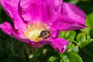 çok güneşli Güney Almanya'da çiçek hibiskus güçlü hafifleyen renk izlenim arılar bal çiçek için besleyici ile görebilirsiniz ve tüm çiçekler güzellik pembe