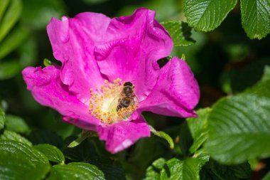 çok güneşli Güney Almanya'da çiçek hibiskus güçlü hafifleyen renk izlenim arılar bal çiçek için besleyici ile görebilirsiniz ve tüm çiçekler güzellik pembe