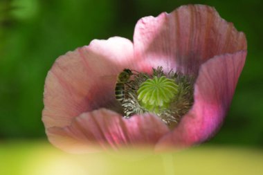 Haziran ayında Güney Almanya çok güneşli bir günde kırsal etrafında otlar ve bitkiler gölgesinden bir manastır bölgesinde Bahçe dolu ağaçları Bkz: