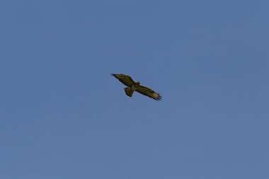 Haziran ayında Güney Almanya çok güneşli bir günde kuş uçuş mavi renk gökyüzü havada görmek