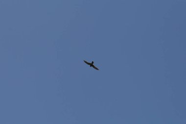 Haziran ayında Güney Almanya çok güneşli bir günde toygar yüksek rütbeli mavi yaz gökyüzünde görmek