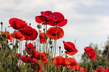 Haziran ayında Güney Almanya çok güneşli bir günde Mısır haşhaş kırmızı, pembe, mavi ve gül renk ve mavi gökyüzü yukarıdaki bkz: