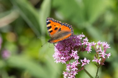 Haziran ayında Güney Almanya çok güneşli bir günde gördüğünüz ayrıntıları ve güçlü yeşil arka plan bahçe bitkileri ile gül veya pembe çiçeği üzerinde renkli kelebekler