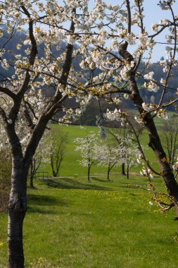 Güney Alman kırsal kesimde taze çiçek açan ağaçlar.