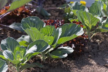 Haziran ayında Güney Almanya çok güneşli bir günde gördüğünüz sebze ve salata ve kırsal kesimde açık dünya üzerindeki çiçekler