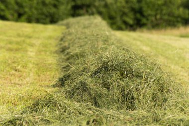 Güney Almanya'nın kırsal kırsal alan manzara yapma yaz saman