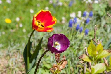 Kırsal çiçek Güney Almanya.