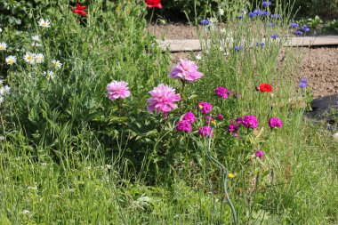 Haziran ayında Güney Almanya çok güneşli bir günde ayrıntıları ve çilek ve yeşil salata ve çitler ve Bahçıvanlık yapmanız için ihtiyacınız parçalar renkleri görmek