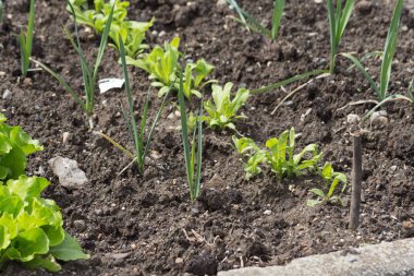 Haziran ayında Güney Almanya çok güneşli bir günde gördüğünüz ayrıntıları ve renk sebze ve salata ve vejetaryen yiyecekler