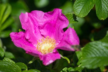 çok güneşli Güney Almanya'da çiçek hibiskus güçlü hafifleyen renk izlenim arılar bal çiçek için besleyici ile görebilirsiniz ve tüm çiçekler güzellik pembe