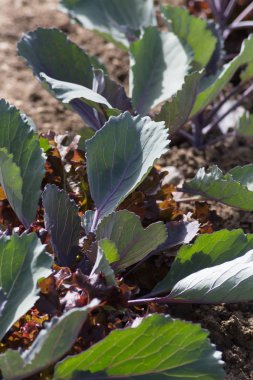 Haziran ayında Güney Almanya çok güneşli bir günde gördüğünüz sebze ve salata ve kırsal kesimde açık dünya üzerindeki çiçekler