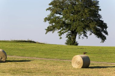 Haziran ayında Güney Almanya çok güneşli bir akşam bir Busard alanındaki bekleyen ve bir fare yakalamak saman balya ile görmek ve gökte uçup