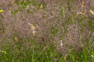 Haziran ayında Güney Almanya çok güneşli bir günde gül görmek ve pembe mor colord çim alan Mısır arka planda önce ayrıntılı ve rüzgar hareketinin etkisi için Keskinliği Azaltma çim