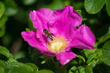 çok güneşli Güney Almanya'da çiçek hibiskus güçlü hafifleyen renk izlenim arılar bal çiçek için besleyici ile görebilirsiniz ve tüm çiçekler güzellik pembe
