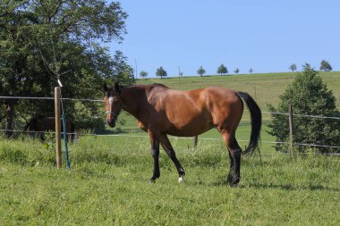 Haziran ayında Güney Almanya çok güneşli bir günde mavi gökyüzü yukarıdaki ve bazı sinekler baş çevresinde yeşil çim üzerinde kahverengi at görmek