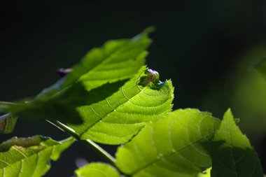 karanlık veya donuk parlak yeşil ve kahverengi karışımı birlikte yaz orman Güney Almanya'da bir karanlık kısmında renkler.