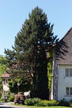 Haziran ayında Güney Almanya çok güneşli bir günde kırsal evleri ve cepheler ağaçlar ve bitkiler küçük köy ve yerler etrafında görmek