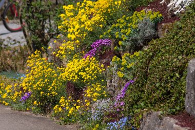 Mevsimlik bahar renklerinin ile çiçek açan bitkiler.