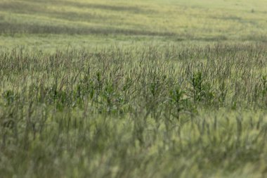 çok güneşli Güney Almanya'da sen kırpma tahıl ve tahıl büyüme yeşil renk ve mavi gökyüzü yukarıda olduğu gibi erken stadyumda bitkilerin görebilir miyim