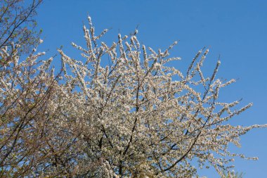 Güney Alman kırsal kesimde taze çiçek açan ağaç.