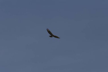 Haziran ayında Güney Almanya çok güneşli bir günde kuş uçuş mavi renk gökyüzü havada görmek