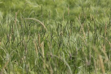 çok güneşli Güney Almanya'da sen kırpma tahıl ve tahıl büyüme yeşil renk ve mavi gökyüzü yukarıda olduğu gibi erken stadyumda bitkilerin görebilir miyim