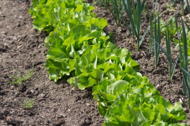 Haziran ayında Güney Almanya çok güneşli bir günde gördüğünüz sebze ve salata ve kırsal kesimde açık dünya üzerindeki çiçekler