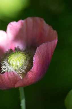 Haziran ayında Güney Almanya çok güneşli bir günde kırsal etrafında otlar ve bitkiler gölgesinden bir manastır bölgesinde Bahçe dolu ağaçları Bkz: