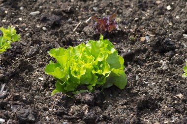 Haziran ayında Güney Almanya çok güneşli bir günde gördüğünüz ayrıntıları ve renk sebze ve salata ve vejetaryen yiyecekler
