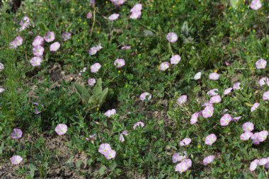 Sen görmek detayları ve çiftlik evinin Bahçe ambiente yazlık ülke çiçek renkleri harika turuncu kırmızı ve pembe ve mavi renkler ile Haziran ayında Güney Almanya çok güneşli bir günde