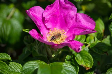 çok güneşli Güney Almanya'da çiçek hibiskus güçlü hafifleyen renk izlenim arılar bal çiçek için besleyici ile görebilirsiniz ve tüm çiçekler güzellik pembe