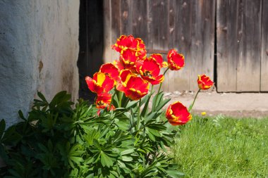 Kırsal çiçek Güney Almanya.