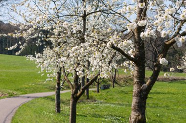 Güney Alman kırsal kesimde taze çiçek açan ağaçlar.