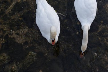 Haziran ayında beyaz ve bir siyah kuğu de akşam önceki gece yüzme sırasında gördüğünüz bir şehir merkezinin Güney Almanya'da bir akşam günde gelir