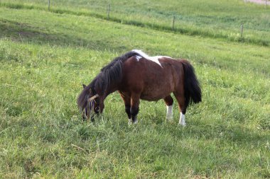 sonu Güney Almanya çok sıcak sıcaklık taze yeşil çim ve geniş melek Oda horizone, mavi gökyüzü zevk at izin verebilirim