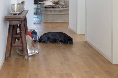 güzel siyah köpek hoover ve rahat görünümlü ve uyku petsofa ile koridorda rahatlatıcı