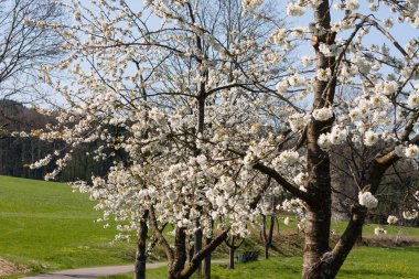 Güney Almanya kırsalında bir güneşli bahar gününde yeşil alanlarda güçlü beyaz çiçek