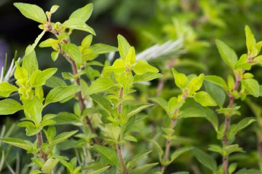 Kırsal bahçesinde taze otlar.