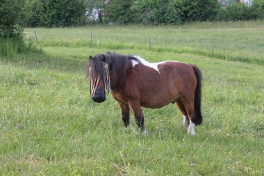 sonu Güney Almanya çok sıcak sıcaklık taze yeşil çim ve geniş melek Oda horizone, mavi gökyüzü zevk at izin verebilirim