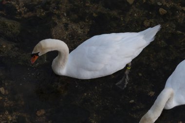 Haziran ayında beyaz ve bir siyah kuğu de akşam önceki gece yüzme sırasında gördüğünüz bir şehir merkezinin Güney Almanya'da bir akşam günde gelir