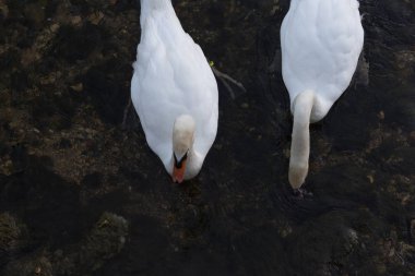 Haziran ayında beyaz ve bir siyah kuğu de akşam önceki gece yüzme sırasında gördüğünüz bir şehir merkezinin Güney Almanya'da bir akşam günde gelir