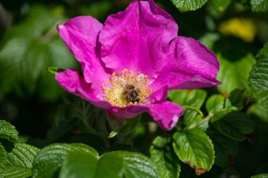 çok güneşli Güney Almanya'da çiçek hibiskus güçlü hafifleyen renk izlenim arılar bal çiçek için besleyici ile görebilirsiniz ve tüm çiçekler güzellik pembe