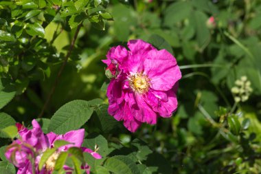 Sen görmek detayları ve çiftlik evinin Bahçe ambiente yazlık ülke çiçek renkleri harika turuncu kırmızı ve pembe ve mavi renkler ile Haziran ayında Güney Almanya çok güneşli bir günde