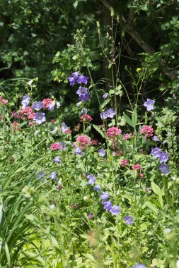 Sen görmek detayları ve çiftlik evinin Bahçe ambiente yazlık ülke çiçek renkleri harika turuncu kırmızı ve pembe ve mavi renkler ile Haziran ayında Güney Almanya çok güneşli bir günde
