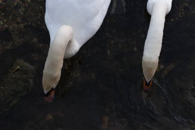 Haziran ayında beyaz ve bir siyah kuğu de akşam önceki gece yüzme sırasında gördüğünüz bir şehir merkezinin Güney Almanya'da bir akşam günde gelir