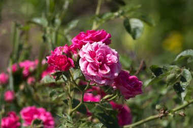 Sen görmek detayları ve çiftlik evinin Bahçe ambiente yazlık ülke çiçek renkleri harika turuncu kırmızı ve pembe ve mavi renkler ile Haziran ayında Güney Almanya çok güneşli bir günde