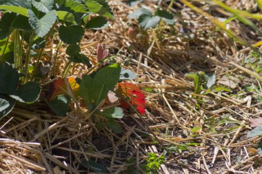Sen görmek detayları ve çiftlik evinin Bahçe ambiente yazlık ülke çiçek renkleri harika turuncu kırmızı ve pembe ve mavi renkler ile Haziran ayında Güney Almanya çok güneşli bir günde