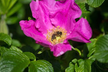 çok güneşli Güney Almanya'da çiçek hibiskus güçlü hafifleyen renk izlenim arılar bal çiçek için besleyici ile görebilirsiniz ve tüm çiçekler güzellik pembe